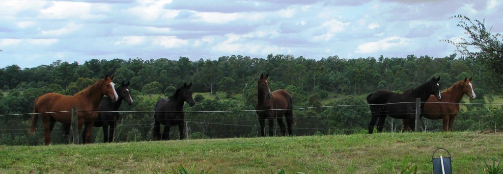 Sandhills Youngsters