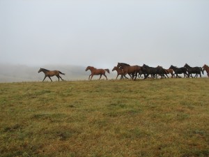 20080324_Horses at belltrees_1310