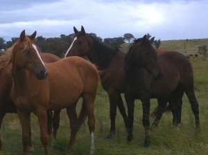 Horses Wellington